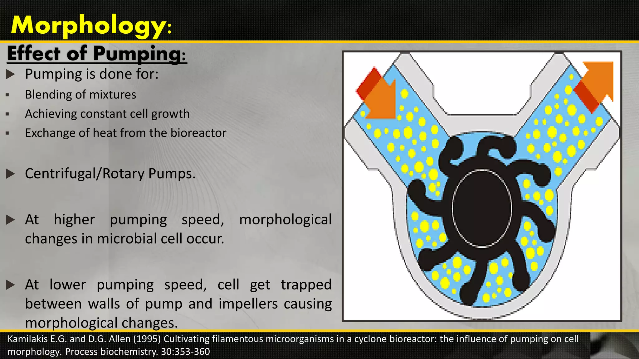 Effect of Pumping:
 Pumping is done for:
 Blending of mixtures
 Achieving constant cell growth
 Exchange of heat from the bioreactor
 Centrifugal/Rotary Pumps.
 At higher pumping speed, morphological
changes in microbial cell occur.
 At lower pumping speed, cell get trapped
between walls of pump and impellers causing
morphological changes.
Kamilakis E.G. and D.G. Allen (1995) Cultivating filamentous microorganisms in a cyclone bioreactor: the influence of pumping on cell
morphology. Process biochemistry. 30:353-360
Morphology:
 