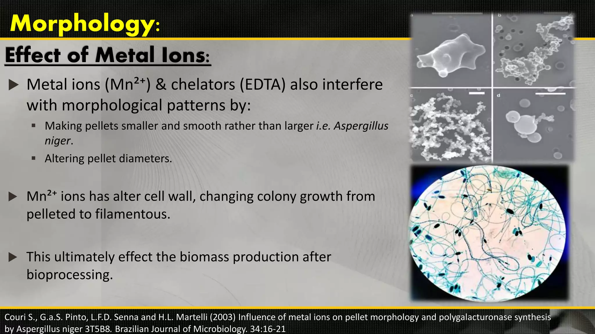 Effect of Metal Ions:
 Metal ions (Mn²⁺) & chelators (EDTA) also interfere
with morphological patterns by:
 Making pellets smaller and smooth rather than larger i.e. Aspergillus
niger.
 Altering pellet diameters.
 Mn²⁺ ions has alter cell wall, changing colony growth from
pelleted to filamentous.
 This ultimately effect the biomass production after
bioprocessing.
Morphology:
Couri S., G.a.S. Pinto, L.F.D. Senna and H.L. Martelli (2003) Influence of metal ions on pellet morphology and polygalacturonase synthesis
by Aspergillus niger 3T5B8. Brazilian Journal of Microbiology. 34:16-21
 