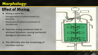 Effect of Mixing:
 Mixing is done for:
 Homogenization of contents present in a
bioreactor.
 Maintenance of uniform concentration of
microbial cells.
 Extensive mixing sometimes leads to
whirlpool formation, causing mechanical
damage to microbial cells.
 This ultimately alter the morphology of
microbial colonies.
Morphology:
 