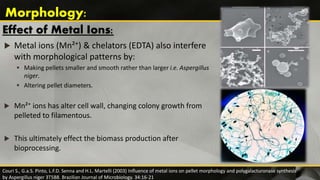 Effect of Metal Ions:
 Metal ions (Mn²⁺) & chelators (EDTA) also interfere
with morphological patterns by:
 Making pellets smaller and smooth rather than larger i.e. Aspergillus
niger.
 Altering pellet diameters.
 Mn²⁺ ions has alter cell wall, changing colony growth from
pelleted to filamentous.
 This ultimately effect the biomass production after
bioprocessing.
Morphology:
Couri S., G.a.S. Pinto, L.F.D. Senna and H.L. Martelli (2003) Influence of metal ions on pellet morphology and polygalacturonase synthesis
by Aspergillus niger 3T5B8. Brazilian Journal of Microbiology. 34:16-21
 