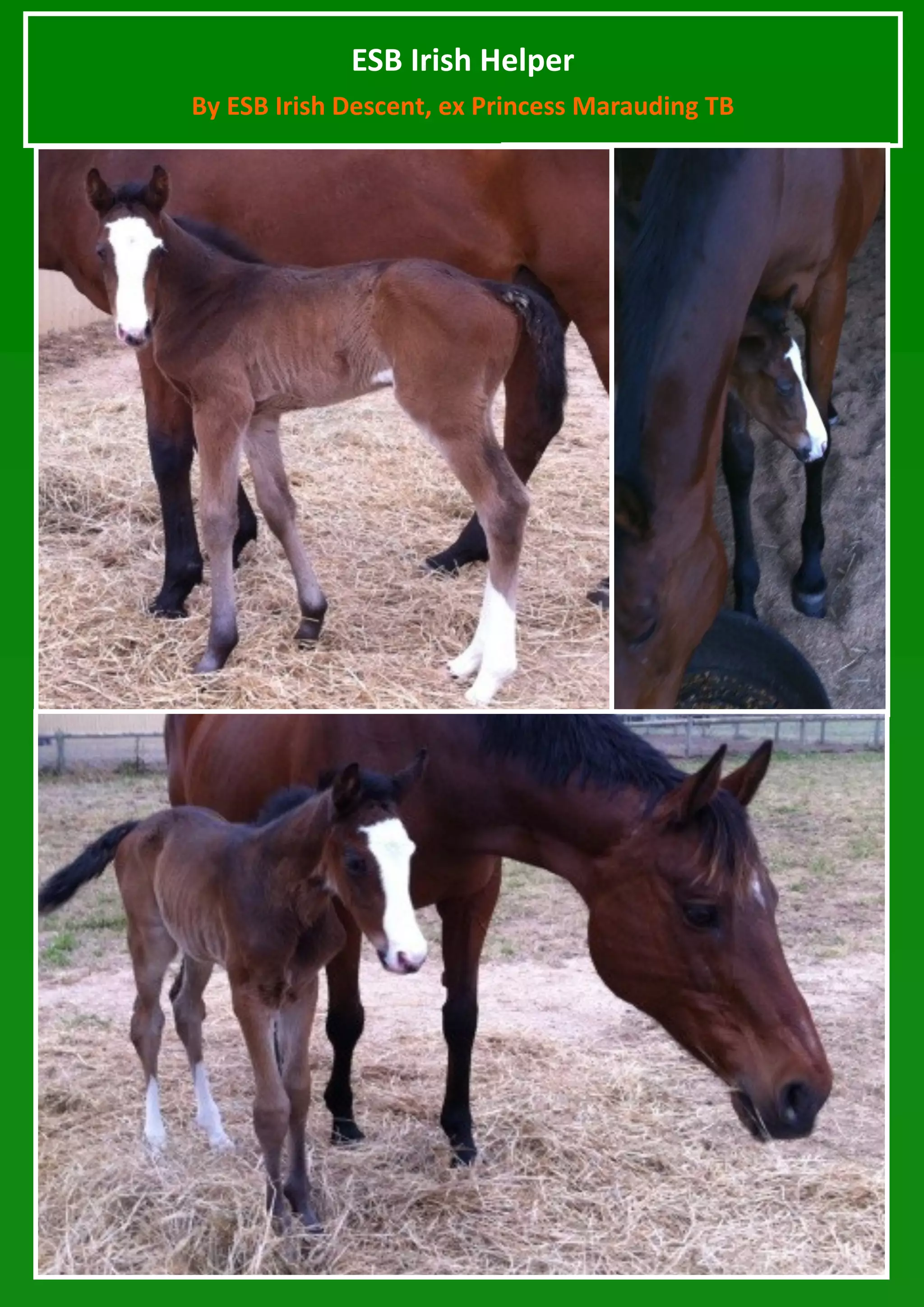 ESB Irish Helper
By ESB Irish Descent, ex Princess Marauding TB
 