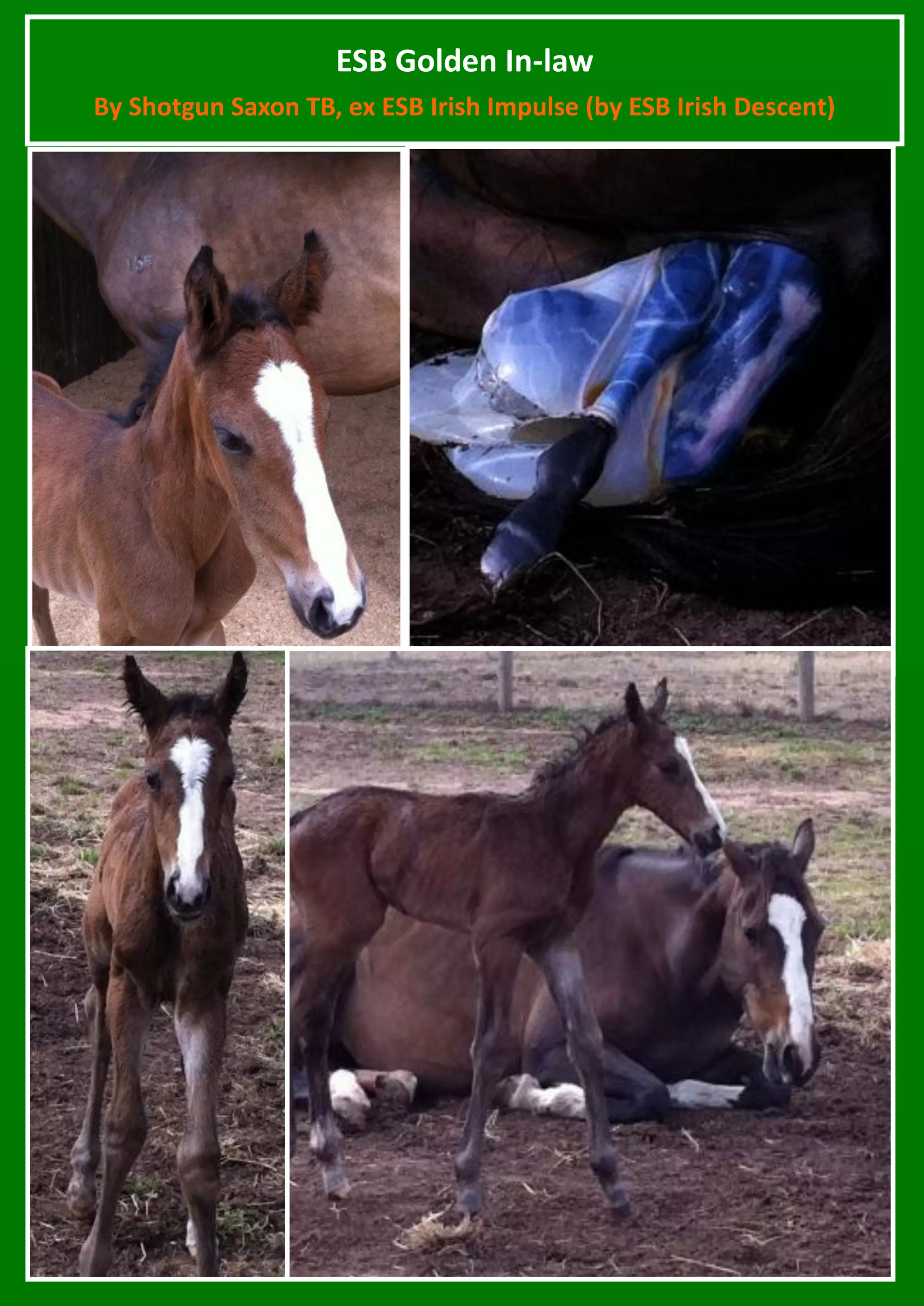 ESB Golden In-law
By Shotgun Saxon TB, ex ESB Irish Impulse (by ESB Irish Descent)
 