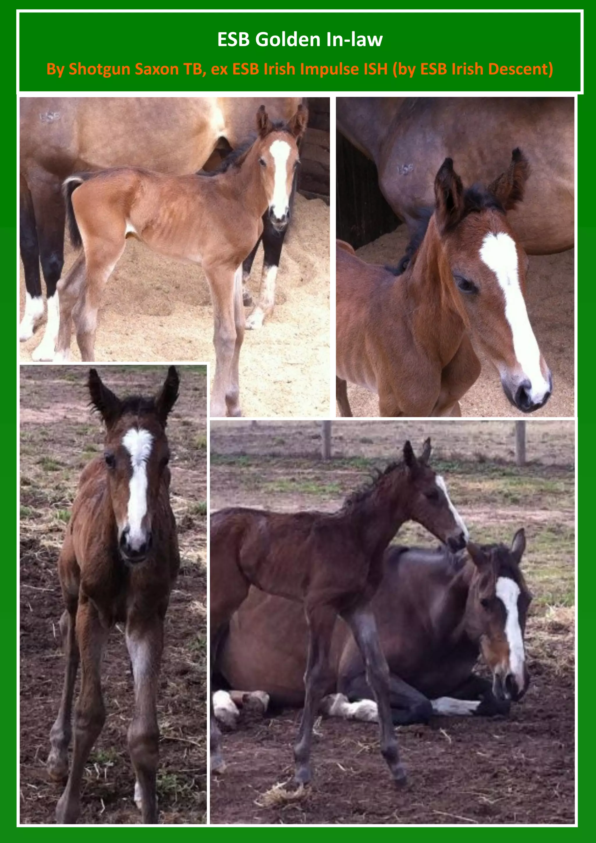 ESB Golden In-law
By Shotgun Saxon TB, ex ESB Irish Impulse ISH (by ESB Irish Descent)
 