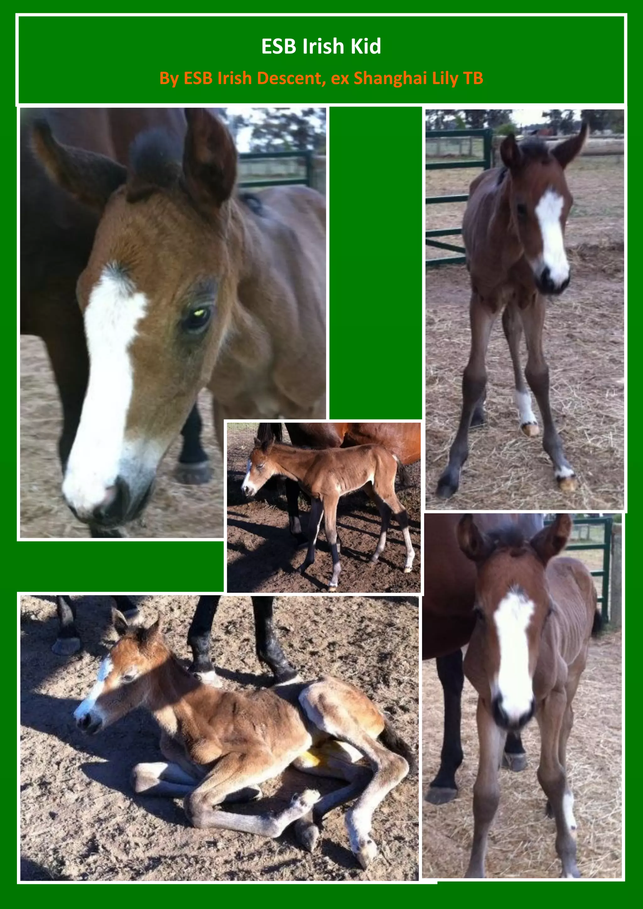 ESB Irish Kid
By ESB Irish Descent, ex Shanghai Lily TB
 