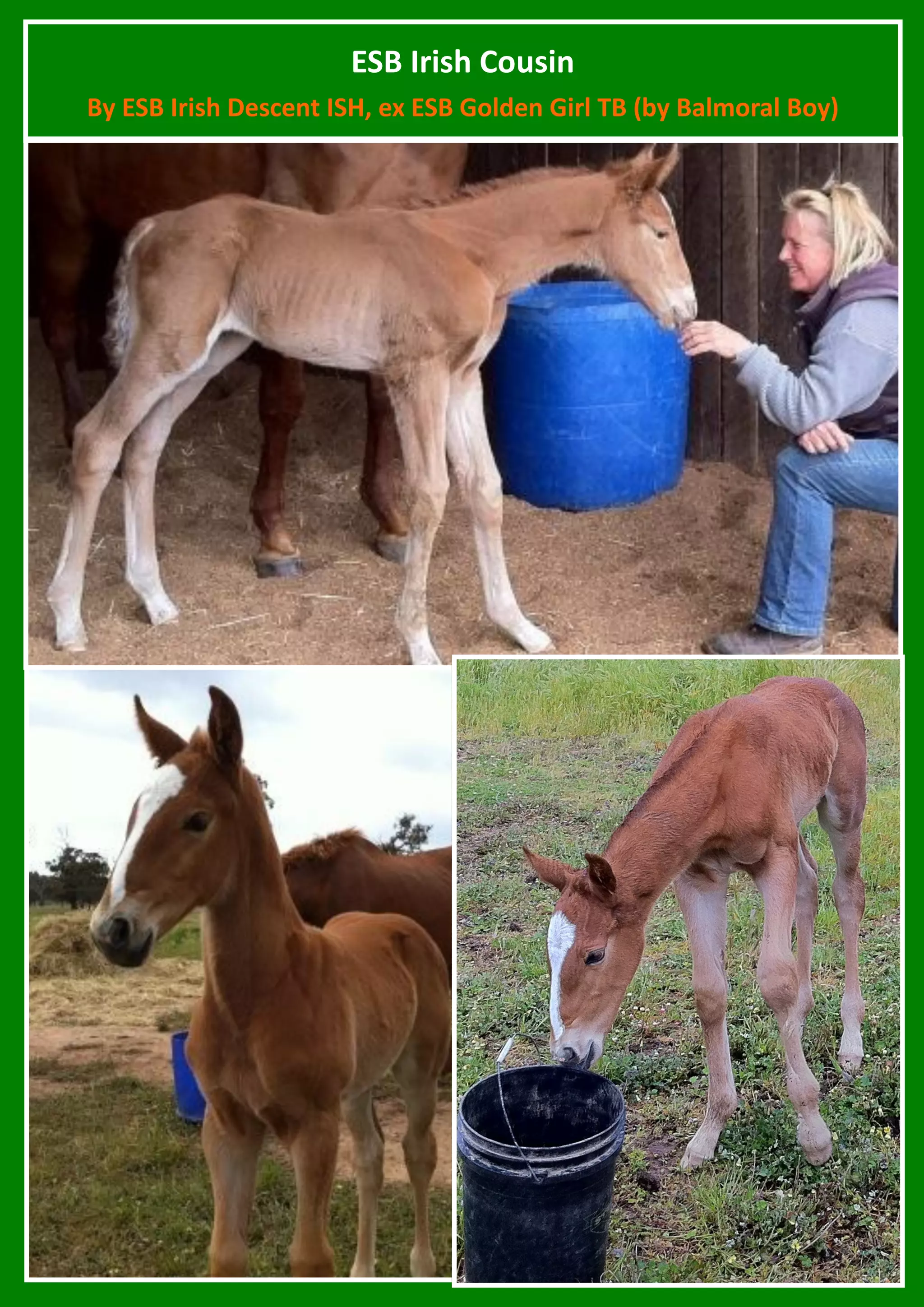 ESB Irish Cousin
By ESB Irish Descent ISH, ex ESB Golden Girl TB (by Balmoral Boy)
 