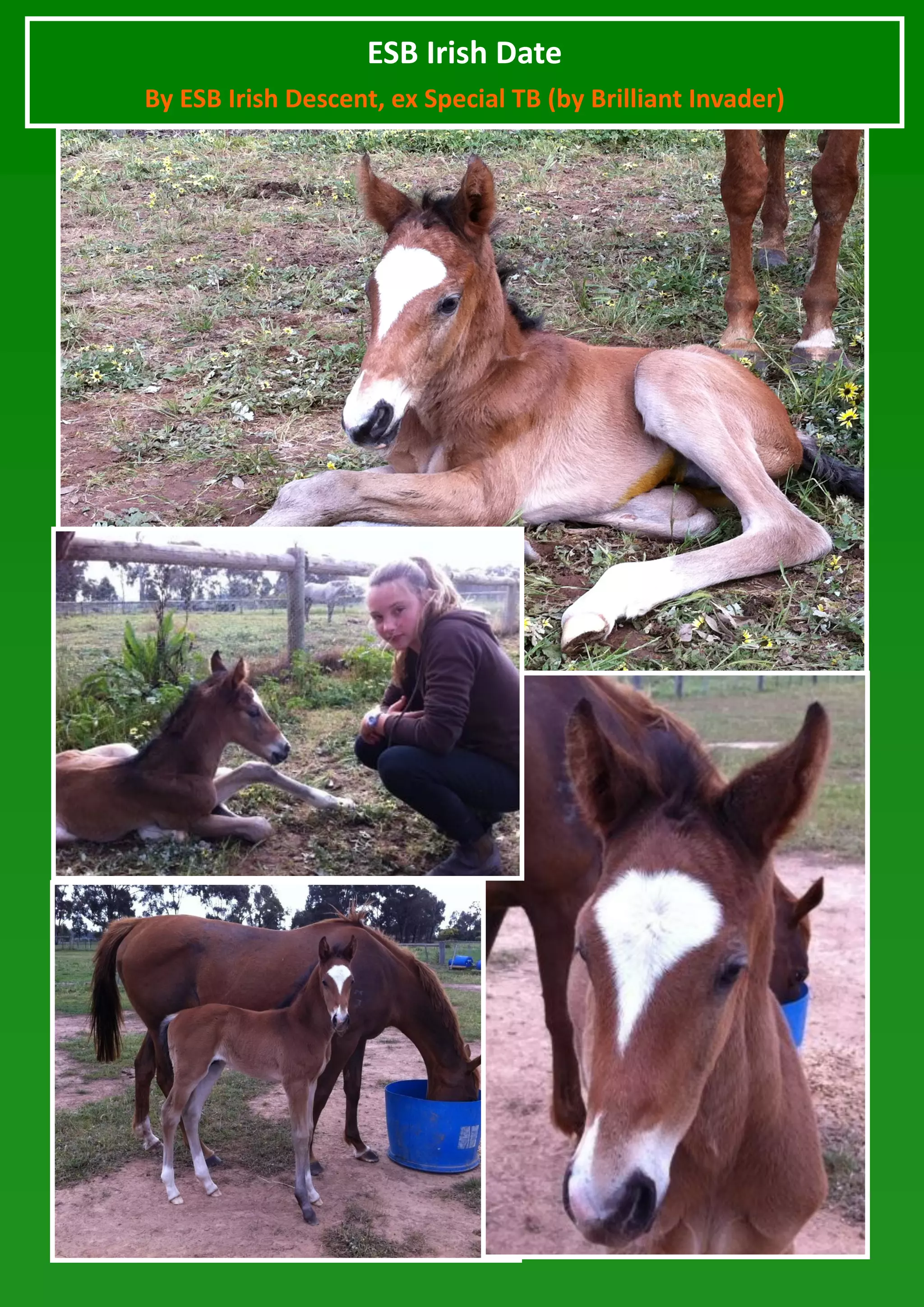 ESB Irish Date
By ESB Irish Descent, ex Special TB (by Brilliant Invader)
 