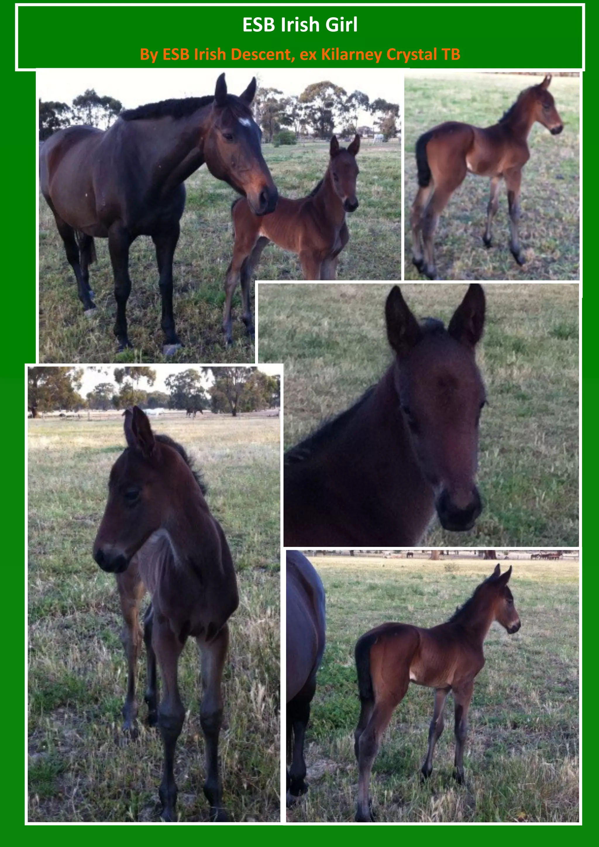 ESB Irish Girl
By ESB Irish Descent, ex Kilarney Crystal TB
 