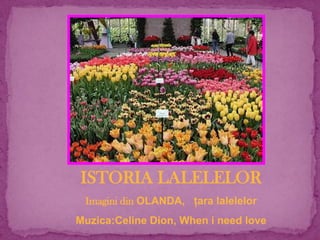 ISTORIA LALELELOR Imagini din OLANDA,   ţara lalelelor Muzica:Celine Dion, When i need love 