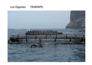 Los Gigantes TENERIFE 
 