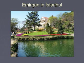 Emirgan in Istanbul
 