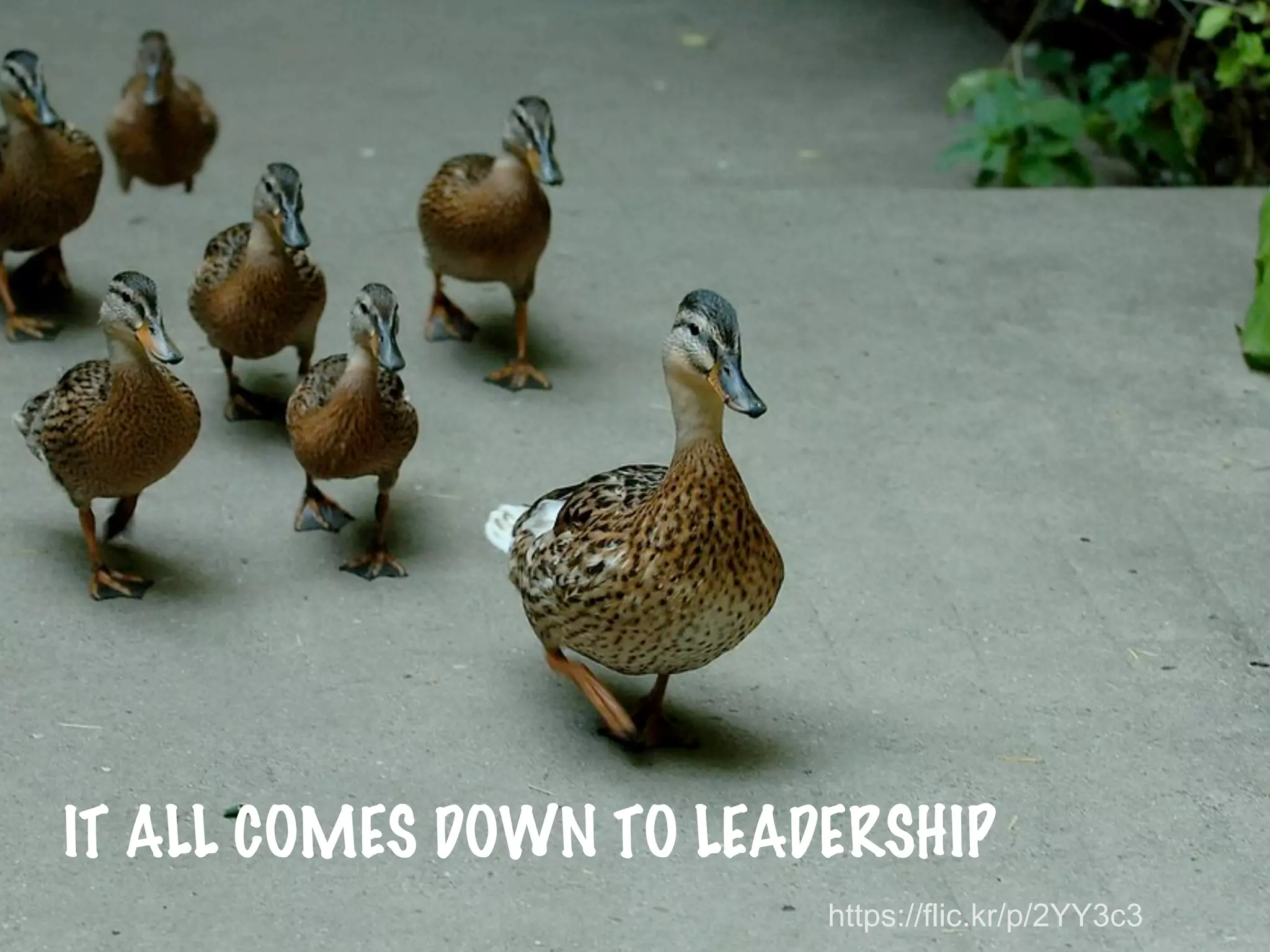 @PrettyAgile @AgileCanuck #Agile2019
IT ALL COMES DOWN TO LEADERSHIP
https://flic.kr/p/2YY3c3
 