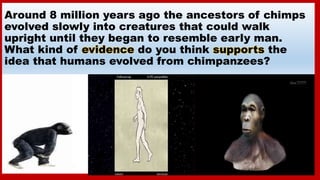 Around 8 million years ago the ancestors of chimps
evolved slowly into creatures that could walk
upright until they began ...