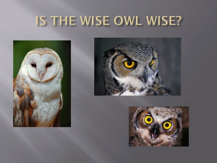 Is the wise owl wise 2