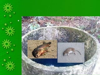 • Another example is in the case of
wells in which dirt or carcasses of
animals have fallen. Following strict
analogy would mean the non-use of
these wells, and this would cause
hardship to the people. The principle
of necessity requires that use of these
wells be permitted. This is done after
observing formal cleaning methods.
 