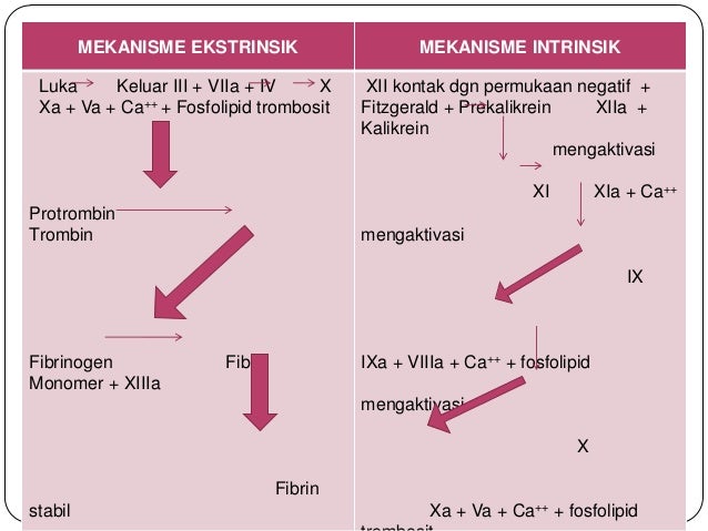 Pembekuan Darah