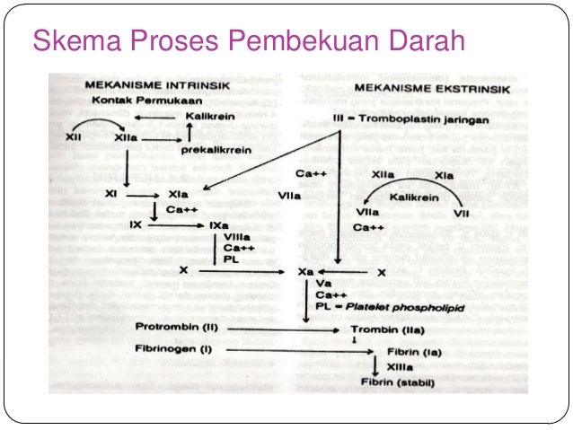 Proses Pembekuan Darah Dalam Bentuk Skema Seputar Bentuk
