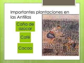 Importantes plantaciones en
las Antillas
Caña de
azúcar
Café
Cacao
 
