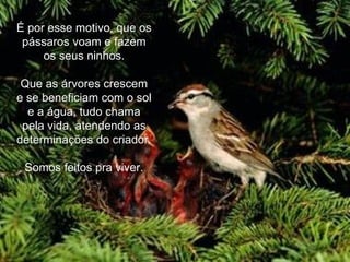 É por esse motivo, que os pássaros voam e fazem os seus ninhos. Que as árvores crescem e se beneficiam com o sol e a água, tudo chama pela vida, atendendo as determinações do criador. Somos feitos pra viver.  