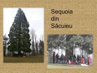 Sequoia
din
Săcuieu
 