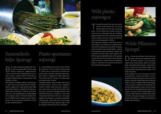 Wild plants: 	
asparagus

T

he world of plants of the Istrian peninsula
reaches much further than the widely
known species like olive trees and grape-

vines - its rich native flora includes many wild
plants as well, widespread over the meadows,
forests and gentle hills. Some varieties are primarily
used as natural cure for ailments, the delicious
ones are readily prepared in kitchen.
Wild asparagus occupies a prominent place on
Istrian tables - lean and dark, it is a symbol of vitality, health and pleasures of the palate, bringing a
touch of seaside living into the kitchen. In spring,

Wilde Pflanzen:
Spargel

Samonikolo
bilje: šparoge

Piante spontanee:
asparagi

wild asparagus grows abundantly in forests and

Today, it is the basis of many fine delicacies for

D

B

Hügel verbreitete Pflanzensorten. Einige Sorten

i divlje, samoniklo bilje, rasprostranjeno po liva-

I

the most demanding gourmet.

prende piante selvatiche, spontanee, sparse per i

Wilder Spargel hat einen Ehrenplatz auf dem

dama, šumama i pitomim brdima. Neke vrste su

prati, i boschi e i soleggiati colli. Alcune specie sono

istrischen Tisch - schlank und dunkel, er ist ein

ponajprije ljekovite, druge su izvrsnog okusa i rado

innanzitutto medicinali, altre per il loro ottimo gusto

Symbol für Vitalität, Gesundheit und Genuss für den

korištene u kuhinji.

sono spesso usate in cucina.

Gaumen und bringt in jede Küche einen Hauch des

Divlja šparoga ima počasno mjesto na istarskoj trpe-

L’asparago selvatico occupa un posto di primo piano

Lebens am Meer. Im Frühjahr wächst wilder Spargel

zi - vitka i tamna, ona je simbol vitalnosti, zdravlja i

sulla tavola istriana - gracile e scuro, l’asparago è

in Hülle und Fülle in Wäldern und auf Wiesen ent-

užitka za nepce te će u svaku kuhinju unijeti dašak

simbolo di vitalità, salute, delizia per il palato e in

lang des Küstenstreifens Istriens. Feines, bitteres

primorskog življenja. U proljeće divlja šparoga u

ogni cucina porta un pizzico dell’atmosfera della

Geschmack und charakteristischer Geruch von

izobilju raste po šumarcima i livadama uz širi obalni

vita locale. In primavera l’asparago selvatico cresce

Spargeln inspiriert auch die Spitzenköche, ohne

pojas Istre. Finog, gorkastog okusa i karakterističnog

abbondantemente per i boschetti e i prati lungo

noch eine bloße Zutat der volkstümlichen Küche

mirisa, šparoga inspirira i vrhunske majstore kuhi-

l’ampia fascia costiera dell’Istria. Con il suo sapore

zu bleiben. Heute gilt der Spargel als Basis für raf-

nje, ne ostajući tek puki sastojak narodne kuhinje.

leggermente amarognolo e un profumo caratteristico,

finierte Köstlichkeiten nach der Maßangabe der

Danas se od nje pripremaju sofisticirane delicije

l’asparago ispira i migliori chef e non rimane soltanto

größten Feinschmecker.

po mjeri najvećih gurmana.

un ingrediente della cucina popolare: oggi è usato

iljni svijet istarskog poluotoka seže mnogo dalje od prepoznatljivih kultura poput
masline i vinove loze - njegovu floru čini

meadows along the wider Istrian coastal area.
With its superb, slightly bitter taste, wild asparagus
inspires the best culinary chefs, having become
much more than a simple folk cuisine ingredient.

ie Flora der Halbinsel Istrien reicht viel
weiter zurück als die renommierte Kultur
von Oliven und Wein - die Flora Istriens

enthält wilde, durch Wiesen, Wälder und sanfte

l mondo vegetale della penisola istriana è molto

heilen in erster Linie, die anderen haben einen

complesso, e oltre alle colture più conosciute

ausgezeichneten Geschmack und werden in der

come l’olivo o la vite da vino, la sua flora com-

Küche verwendet.

per preparare raffinate delizie per i buongustai.

18

ISTRA GOURMET 2013

www.istra.com

www.istra.com

ISTRA GOURMET 2013

19

 