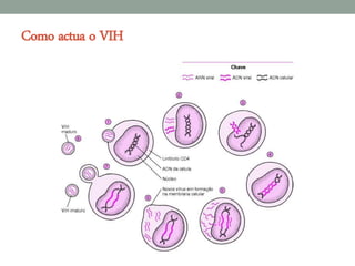 Como actua o VIH
 