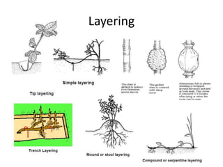 Types Of Layering Fundamental of Horticulture Part-1 | PPTX