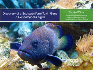 Christie Wilcox
Discovery of a Scorpaeniform Toxin Gene    University of Hawaii at Manoa
        in Cephalopholis argus              Cell and Molecular Biology
                                          Hawaii Institute of Marine Biology
 