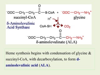 Heme synthesis begins with condensation of glycine &
succinyl-CoA, with decarboxylation, to form d-
aminolevulinic acid (ALA).
 