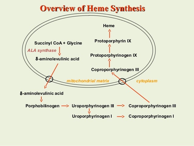 Heme Synthesis Flow Chart