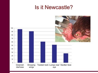 Newcastle disease vaccination: From technology to poverty reduction