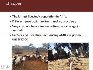 Antimicrobial use in smallholder livestock systems in Ethiopia
