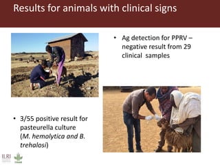 Untangling the respiratory disease complex in small ruminants in Ethiopia