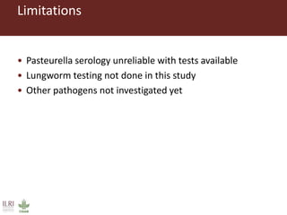 Untangling the respiratory disease complex in small ruminants in Ethiopia
