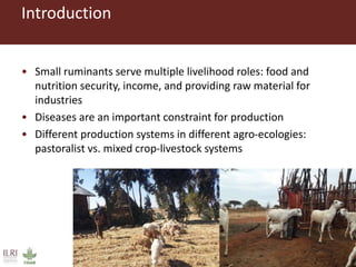Untangling the respiratory disease complex in small ruminants in Ethiopia