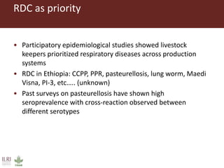 Untangling the respiratory disease complex in small ruminants in Ethiopia