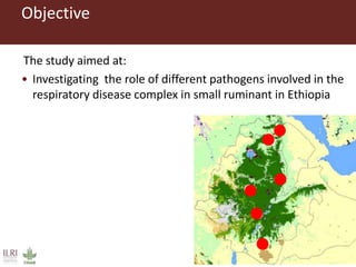 Untangling the respiratory disease complex in small ruminants in Ethiopia