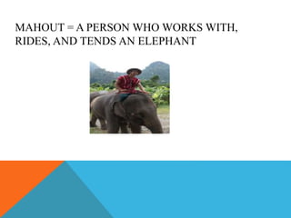MAHOUT = A PERSON WHO WORKS WITH,
RIDES, AND TENDS AN ELEPHANT
 