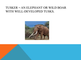 TUSKER = AN ELEPHANT OR WILD BOAR
WITH WELL-DEVELOPED TUSKS.
 