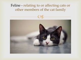 
Feline - relating to or affecting cats or
other members of the cat family
 