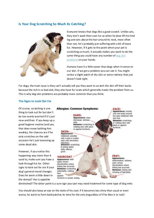 Is your dog scratching so much its catching? Dog skin problems and what