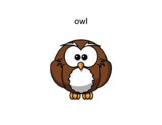 owl
 