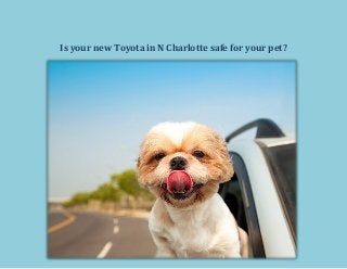 Is your new Toyota in N Charlotte safe for your pet?
 
