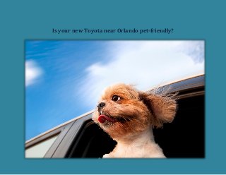 Is your new Toyota near Orlando pet-friendly?
 