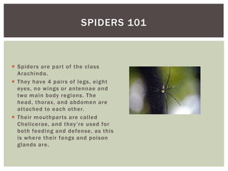 SPIDERS 101
Spiders are par t of the class
Arachinda.
They have 4 pair s of legs, eight
eyes, no wings or antennae and
two main body regions. The
head, thorax, and abdomen are
attached to each other.
Their mouthpar ts are called
Chelicerae, and they’re used for
both feeding and defense, as this
is where their fangs and poison
glands are.