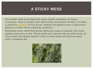 A STICKY MESS
The spider web is perhaps the most visible reminder of these
creatures. They’re made from both sticky and silken thread. It’s both
a place for spider s to live & eat. Almost all spider s have a spinneret
gland to create these amazing creations.
Scientists have identified seven dif ferent types of glands, but most
spiders just have a few. These webs are a great way to catch prey, as
they mean the spider doesn’t have to work quite as hard as some
other creatures do.