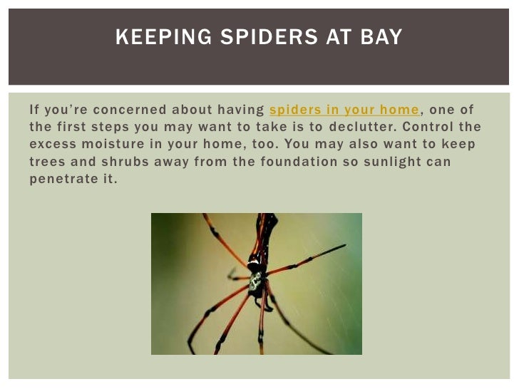 Is your spider sense tingling - fighting common florida spider infestations Slide 10