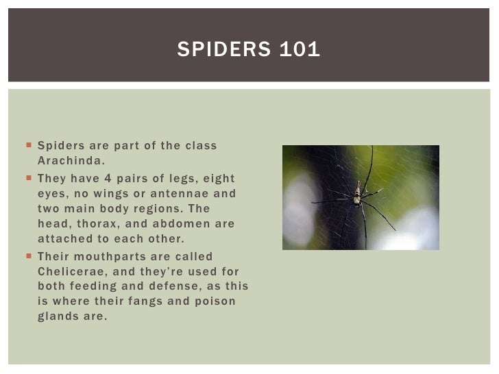 Is your spider sense tingling - fighting common florida spider infestations Slide 4