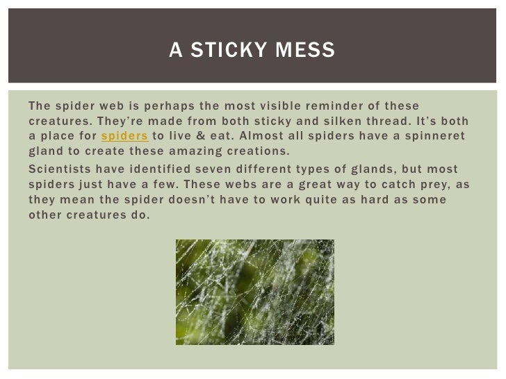 Is your spider sense tingling - fighting common florida spider infestations Slide 5