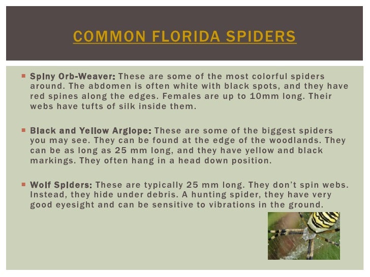 Is your spider sense tingling - fighting common florida spider infestations Slide 9