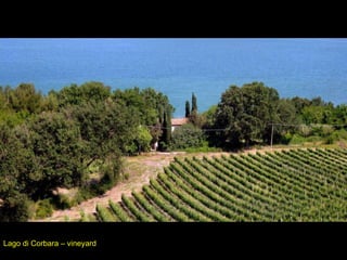 Lago di Corbara – vineyard 